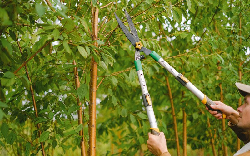 Tree trimming in Arjay, KY